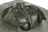 Detailed Scotoharpes Trilobite - Boudib, Morocco #344459-5